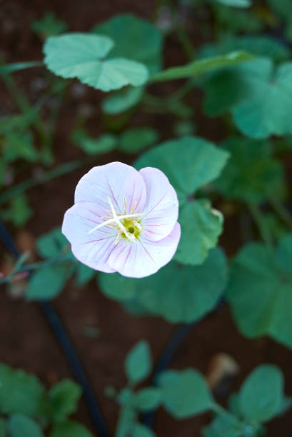 istock Oenothera speciosa in bloom 1311921190