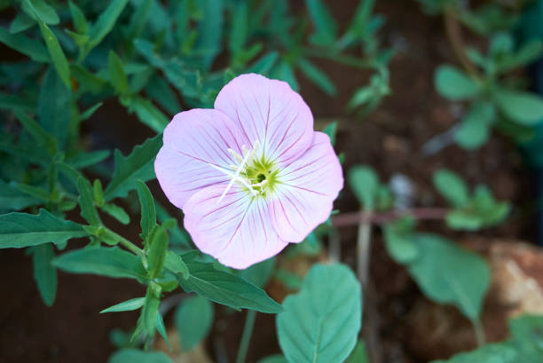 istock Oenothera speciosa in bloom 1311921192