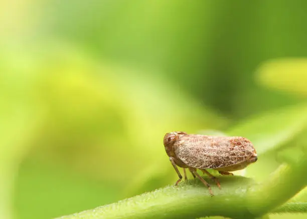 Macro of the Brown planthopper on green leaf in the garden.  Nilaparvata lugens (Stal) on blurred of green background.