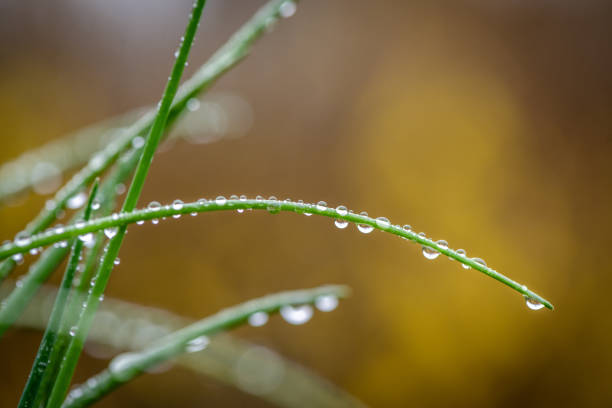 delicious, fresh chives with water droplets delicious, fresh chives with water droplets. very shallow depth of field with space for text in landscape orientation. schnittlauch stock pictures, royalty-free photos & images