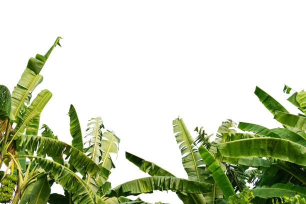 istock Banana leaves on isolated white background. 1311922990