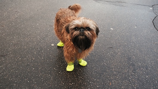 Belgian Griffon dog in yellow rubber boots. The concept of protecting the paws of animals from anti icing reagents, chemicals and salt