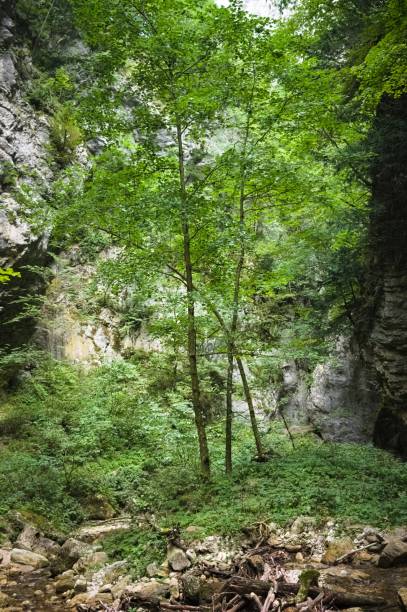 istock A green plant has grown in a rocky cave (Marche, Italy, Europe) 1311924901