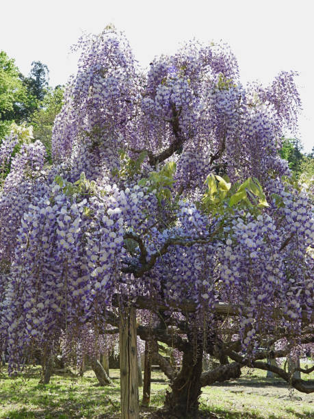 istock japan's wisteria flower 1311925314