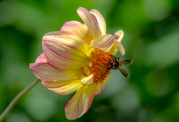 honey bee collecting pollen at yellow flower. Bee  over the yellow flower in blur background