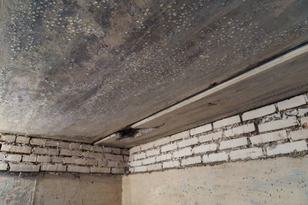 istock condensed water drops on the basement ceiling - close-up with selective focus 1311928798