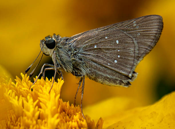 istock butterfly  on the yellow flower with blur background 1311930381