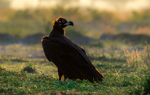 The cinereous vulture is a large raptorial bird that is distributed through much of temperate Eurasia. It is also known as the black vulture, monk vulture, or Eurasian black vulture.