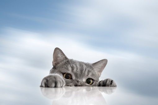 Big-headed cat with cloudy background. British short hair cat.