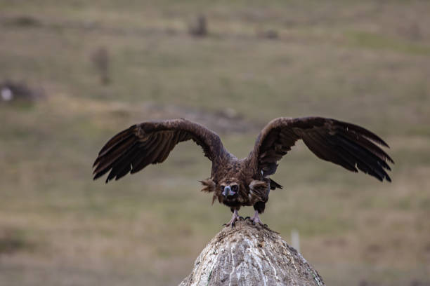 istock Cinereous Vulture 1311930662
