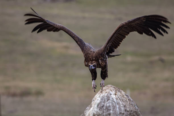 istock Cinereous Vulture 1311930766