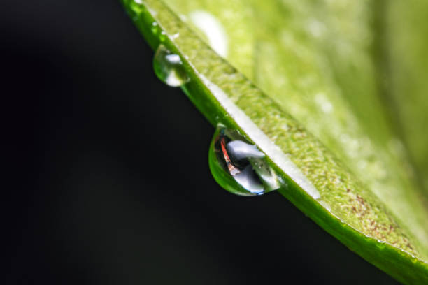 Close-up on raindrop hanging on the branch of a plant