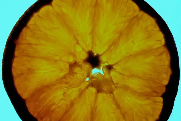 Slice of orange illuminated from behind on light blue background