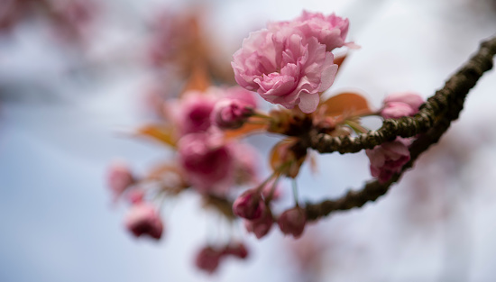 Pink flowers on a tree in spring