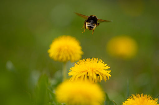 Bumblebee in flight over a colorful spring meadow