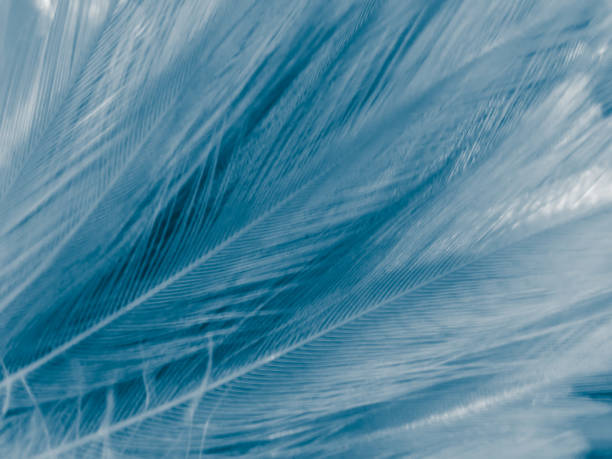istock Beautiful abstract blue feathers on white background, white feather texture and blue background, feather wallpaper, blue texture banners, love theme, valentines day. 1311934937