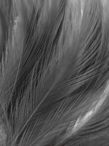 istock Beautiful abstract black feathers on white background and soft white feather texture on white texture pattern, dark theme wallpaper, gray feather background, gray banners, white gradient 1311934941