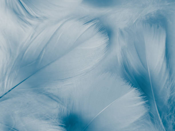istock Beautiful abstract blue feathers on white background, white feather texture and blue background, feather wallpaper, blue texture banners, love theme, valentines day. 1311934945