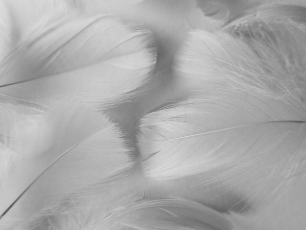 istock Beautiful abstract black feathers on white background and soft white feather texture on white texture pattern, dark theme wallpaper, gray feather background, gray banners, white gradient 1311934952