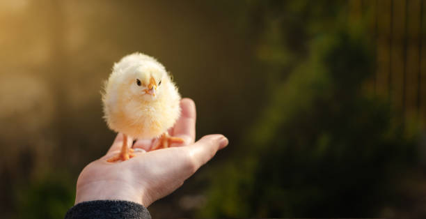 istock Chicken in hand. Poultry farm. 1311935957