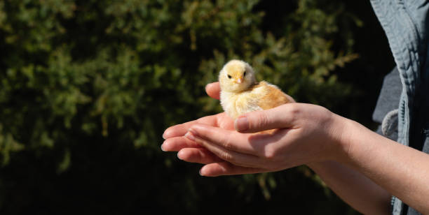 istock Chicken in hand. Poultry farm. 1311935958