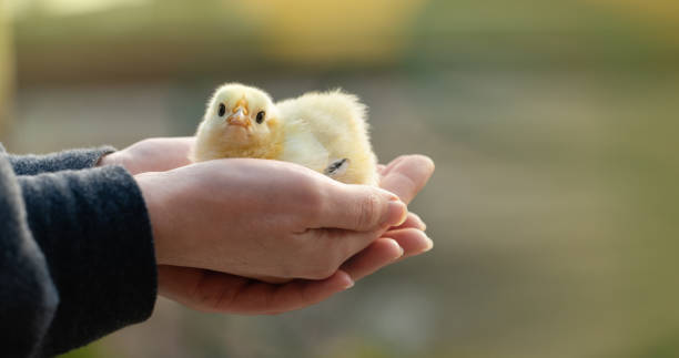 istock Chicken in hand. Poultry farm. 1311935981