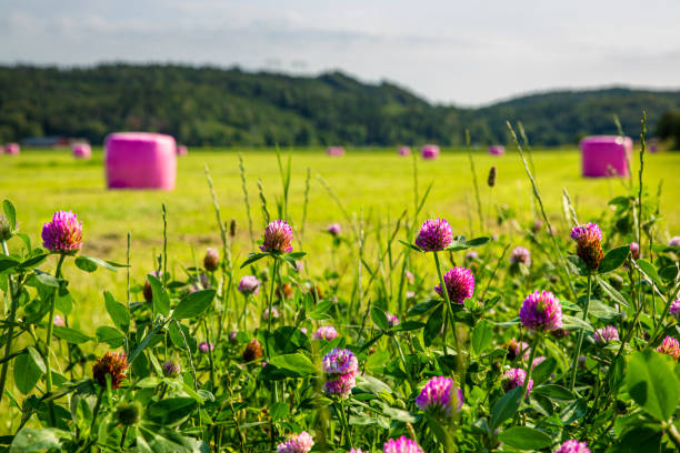 trifoglio rosso e palline di insilato rosa - clover field blue crop foto e immagini stock