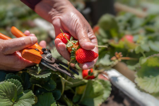 istock Human hands collect strawberries with scissors. close up 1311936465