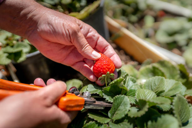 istock Human hands collect strawberries with scissors. close up 1311936474