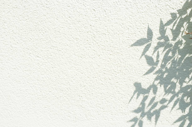 istock Shadow of leaves on a white wall 1311937314