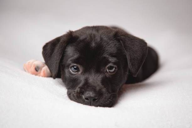 istock Six week old black and white puppy 1311938053
