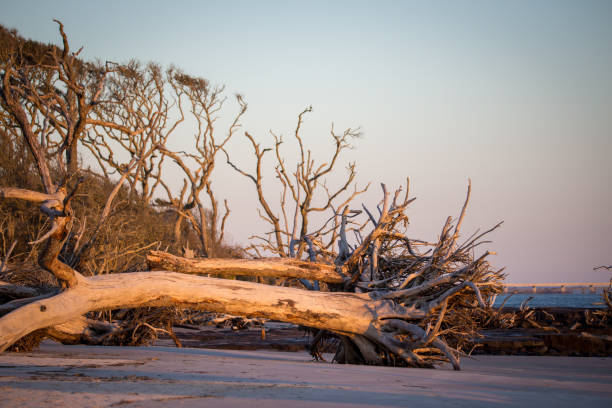 Sunrise on Big Talbot Island with a view of all the driftwood