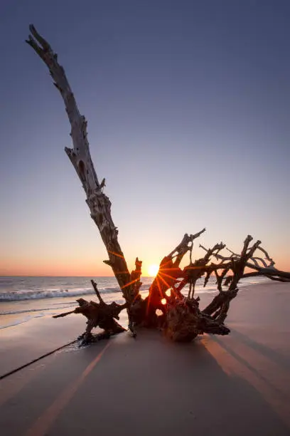 Sunrise on Big Talbot Island with a view of all the driftwood