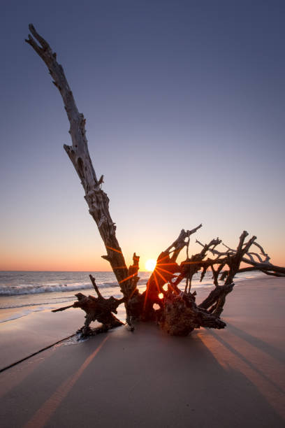 nascer do sol na praia de boneyard da ilha big talbot - city of sunrise sunrise tree sky - fotografias e filmes do acervo