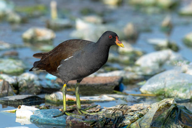 istock The common moorhen, Gallinula chloropus 1311938503
