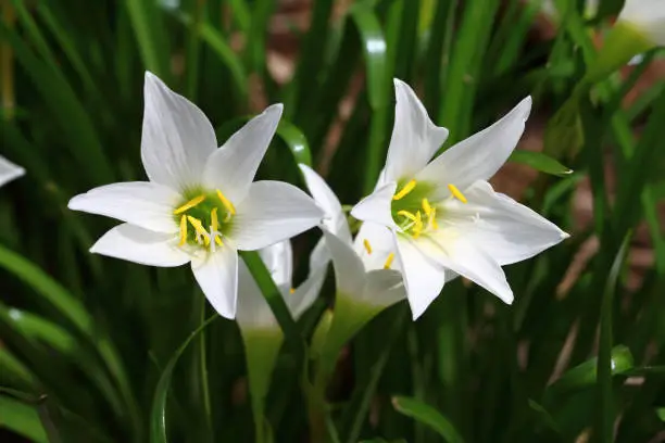 Photo of White flower rain lily or fairy lily blooming on the flower garden and yellow pollen in the middle. Green leaves like onion leave