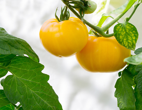Tomato Growing on Plant. Greenhouse with organic yellow  tasty tomatoes. Close up.
