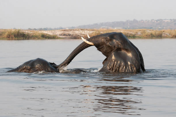 istock African elephants crossing the river 1311941309