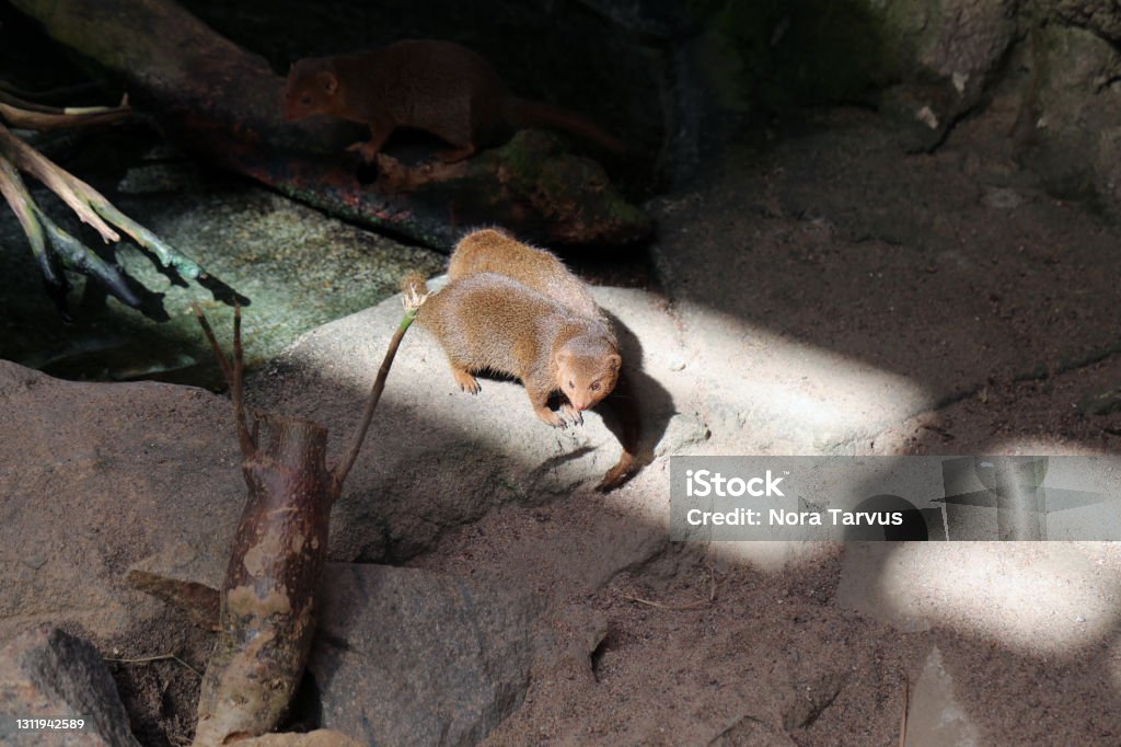 Dwarf Mongoose in the Korkeasaari Zoo Dwarf mongooses photographed in a zoo named Korkeasaari located in Helsinki, Finland. June 2019. Sunny summer day. There are some branches and sand in the cage. Animal Stock Photo