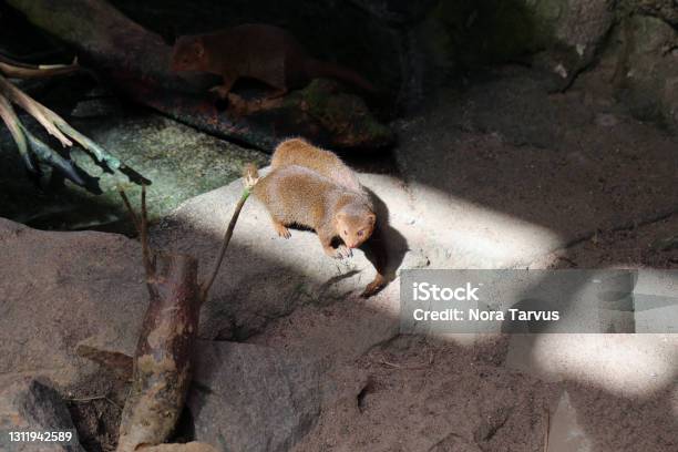 Dwarf Mongoose In The Korkeasaari Zoo Stock Photo - Download Image Now - Animal, Animal Wildlife, Biology