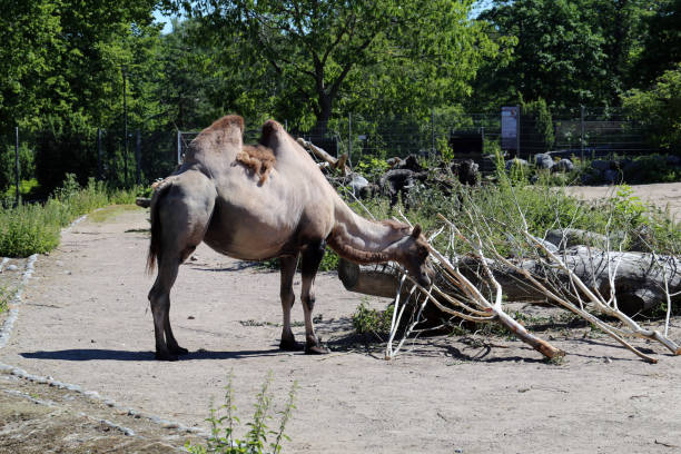 istock Bactrian Camels aka Camels with Two Humps 1311942644