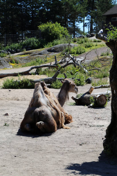 Bactrian Camels aka Camels with Two Humps