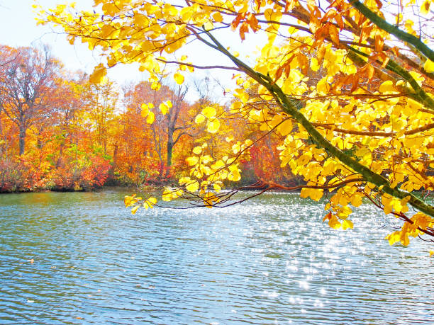 A pond colored by bright autumnal trees in autumn