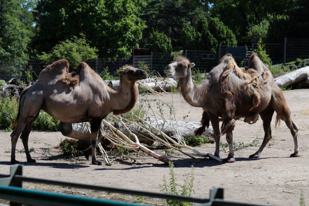 istock Bactrian Camels aka Camels with Two Humps 1311943581