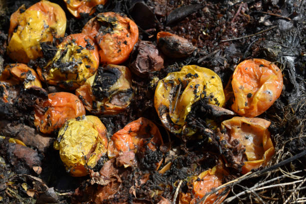 istock A cesspool with rotting food and vegetables 1311943693