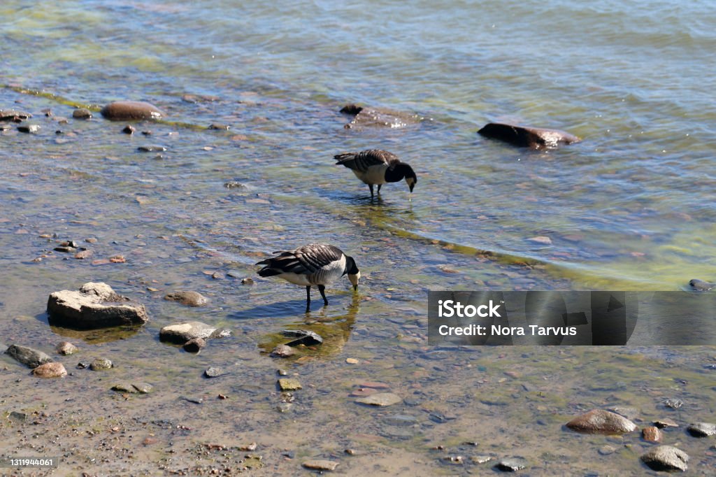 Ganada Geese in Baltic Sea in Korkeasaari, Helsinki, Finland Multiple Canada goose photographed in Baltic Sea in a beach in Helsinki, Finland. June 2019. Sunny summer day. Canada goose is a duck species that had migrated for North America. Color image. Animal Stock Photo