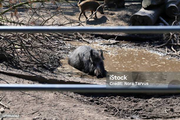 Mud Bathing Boar In Korkeasaari Zoo Stock Photo - Download Image Now - Mud, Pig, Animal