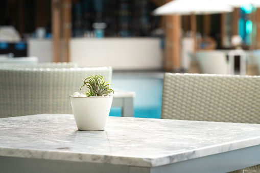 A cactus or succulent plant in white flower pot is placed on marble table with blurred background of swimming pool and poolside bar at luxury hotel. Interior decoration object photo.