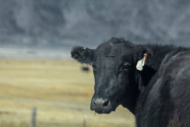 A black cow looks behind it toward the camera.