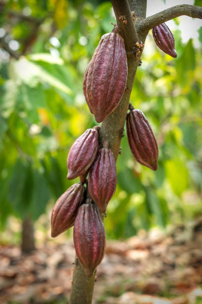 istock Cacao tree with cacao pods in a organic farm. 1311946642